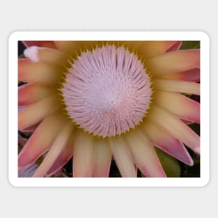 Flower Simbol of South Africa-Protea! Sticker